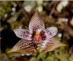 Image result for Bulbophyllum kivuense