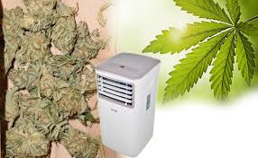 Secar plantas medicinales y hiervas aromatizadas de cuatro formas diferentes. Como Secar Marihuana Muy Rapido 3 Mejores Formas