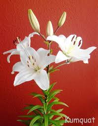 Azucena Lily Flower Flowers Amaryllis