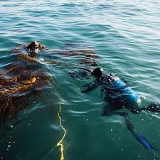 A Santa Barbara Diver Takes the Notion of “Sea-to-Table” to Another Level