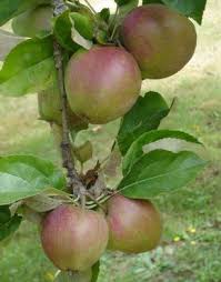 Even this species with its small berries is worth finding. Fruit Plant List Edible Oasis