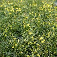 Image result for Lysimachia brevipes