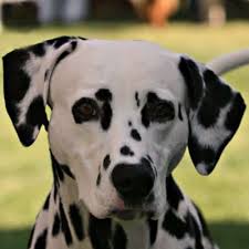 Image result for dalmatian