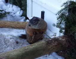 I've seen this before and it snowed until june, yelled the town crier, who was on hand for shubenacadie sam's annual groundhog day event at the shubenacadie wildlife park. Shubenacadie Sam Doesn T See Shadow Predicts Early Spring Cbc News