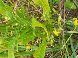 Image result for Crepis newii