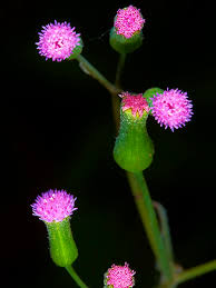 Image result for Emilia integrifolia