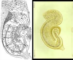 My turtle illustrations (done in 2011) show that i am now much more confident with a pencil. Ramon Y Cajal And The Case For Drawing In Science Scientific American Blog Network