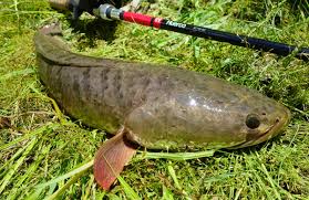 Ikan nila merah merupakan jenis ikan yang paling banyak digemari. Teknik Memancing Ikan Haruan Secara Casting Panduan Lengkap