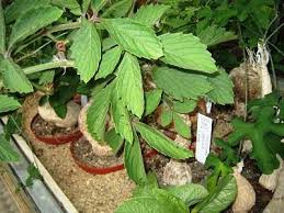 Image result for Cyphostemma lanigerum