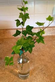 Care tips for growing an ivy plant at english ivy plants, native to north america, europe, and asia, can be found in over 100 different sizes, colors, and leaf shapes. Ivy Plant Propagation Best Way To Root An Ivy Cutting Dummer Garden Manage Gfinger Es La App De Jardineria Mas Profesional
