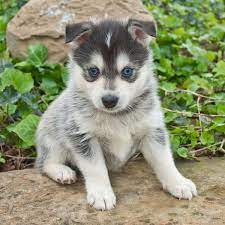 Maybe you would like to learn more about one of these? Pomsky Puppies For Sale In Florida From Vetted Breeders