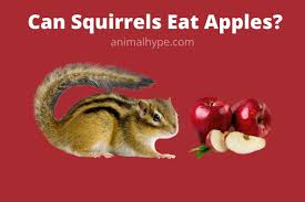 Check spelling or type a new query. Can Squirrels Eat Apples Animal Hype