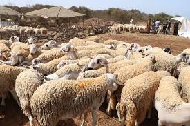 La réservation pour l'aid el kebir / aid el adha 2020 sera possible dès le 23/05/20 à 12:00 sur notre site internet. Aid Al Adha 2019 La Situation Du Marche Et Le Budget A Prevoir Hespress Francais