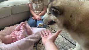 Dog Steals My Baby S Toys Repeatedly Cutest Ever Youtube