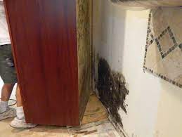 Check spelling or type a new query. Three Common Excuses For Not Getting Rid Of Mold