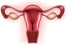 The internal organs of the human body model human body showing internal organs stock photo edit now. Female Reproductive System Organs Advanced Ck 12 Foundation