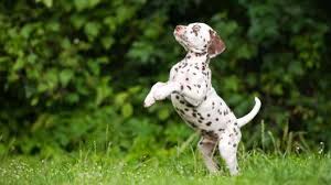Labmaraner labrador retriever/weimaraner mixed dog breed information, including pictures, characteristics, and facts. Dalmatian Mix Puppies For Sale Greenfield Puppies