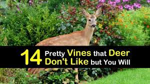 Deer off® can protect plants from deer invasions. 14 Pretty Vines That Deer Don T Like But You Will