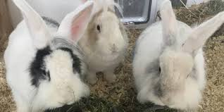 Platzbedarf der kaninchen der optimale kaninchenstall futter und ernährung kaninchenrassen hier lesen. Wormser Tierheim Sucht Neues Zuhause Fur Drei Kaninchen