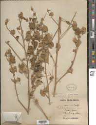 Image result for Abutilon mauritianum