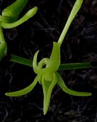 Image result for Angraecum calceolus