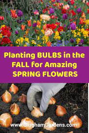 Planting Bulbs In The Fall For Amazing Spring Flowers Gingham Gardens In 2020 Planting Bulbs Fall Bulbs Planting Tulips