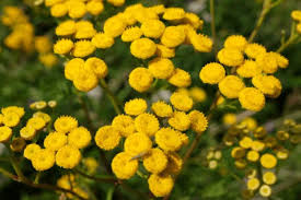 Image result for Helichrysum globosum