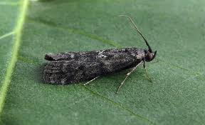 Image result for Pyla fusca