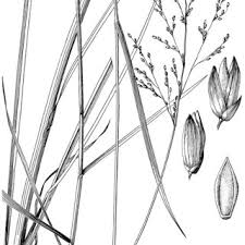 Image result for Panicum habrothrix