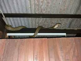 Lakukan antisipasi untuk mencegah ular bisa bersarang di rumah. Ini Tindakan Yang Perlu Dilakukan Jika Ular Masuk Rumah Anda Iluminasi