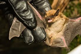 Image result for Bat Bite