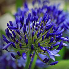 Agapanthus Back In Black Agapanthus Blue Flower Names Lily Bulbs