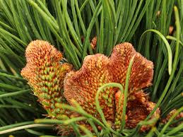 Image result for Thunbergia pynaertii