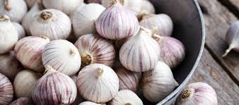 Cara tanam bawang putih yang simpel serta masa tanam bawang putih yang singkat, membuat praktik ini sangat masuk akal jika dilakukan di rumah. Info Lengkap Khasiat Dan Harga Bawang Putih Tunggal Lanang Di Pasaran Daftar Harga Tarif