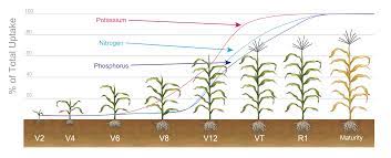 Benefits Of Nitrogen For Corn Production