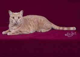 Mighty hunter cats that catch according to the mother nature network, if your feline friend follows you from room to room, jumps onto tables and counters to be near you, and always. Home Page Canadian Cat Association L Association Feline Canadienne