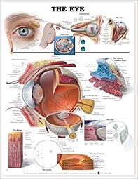 Buy The Eye Anatomical Chart Book Online At Low Prices In