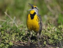 Midwest Birds With Yellow Feathers Western Meadowlark