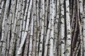 Pieces of white birch logs (15 lbs) $39.99. Five Birch Logs Home Hobby Home Improvement Lifepharmafze Com