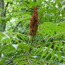The plant contains a compound called urushiol, which can irritate the skin and mucus membranes. Common Sumac Tree Types Tips For Growing Sumac In The Landscape
