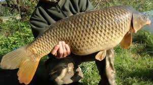 Maybe you would like to learn more about one of these? Ca Chep 01 Fishing In Vietnam