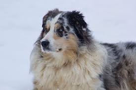 Welcome to coffee creek mini aussies. Akc Australian Shepherds Ck Aussies Ohio