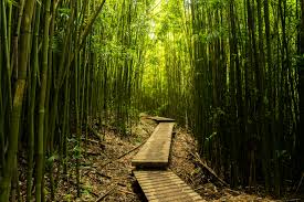Maui Bamboo Forest [OC] [5472X3468] : EarthPorn