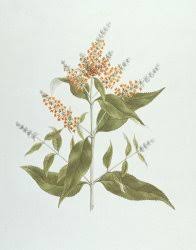 Image result for Hypericum quartinianum