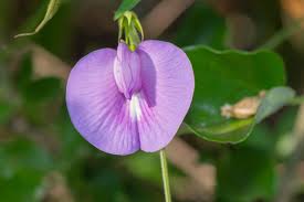 Image result for Centrosema