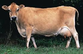 Pin On Jersey Cow