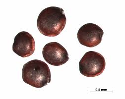 Image result for Dysphania carinata