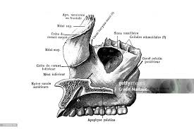Image result for Maxillary Bone