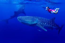 Best Places To Swim With Whale Sharks