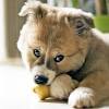 We had lost our dog of 13 years a month earlier. 1
